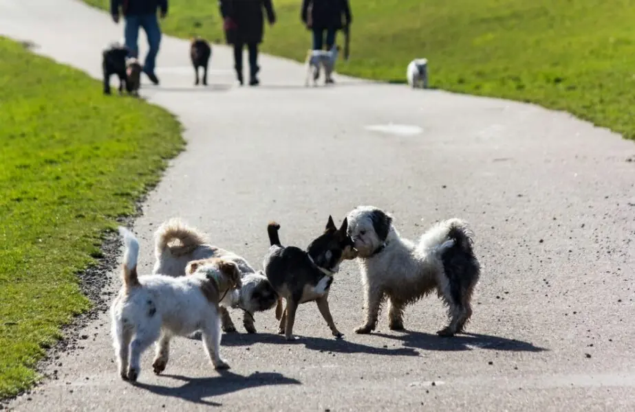 menor cachorro do mundo