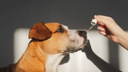 Cannabis para pets