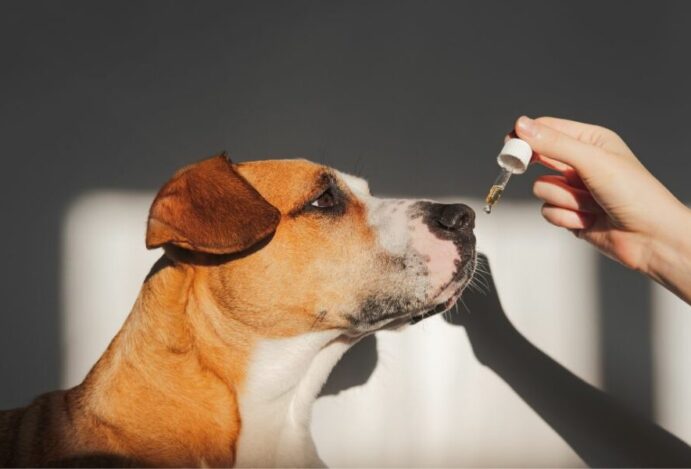 Cannabis para pets
