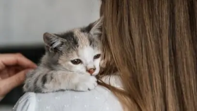 gatos