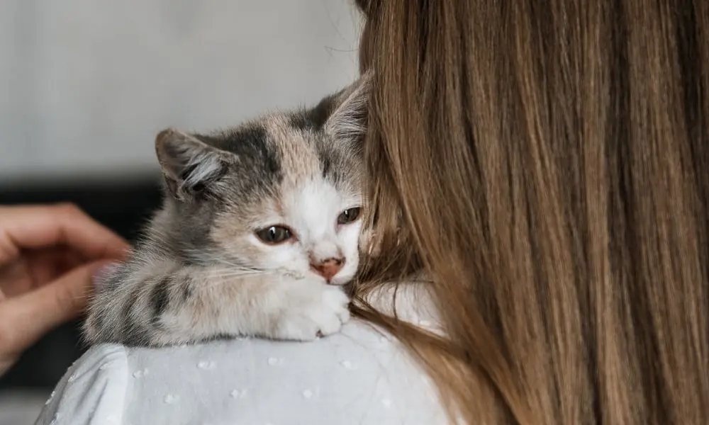 gatos