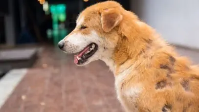 alergia em cachorro