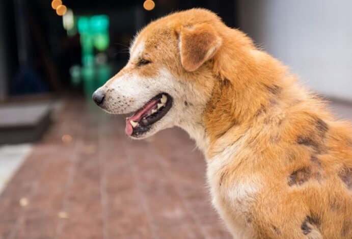 alergia em cachorro