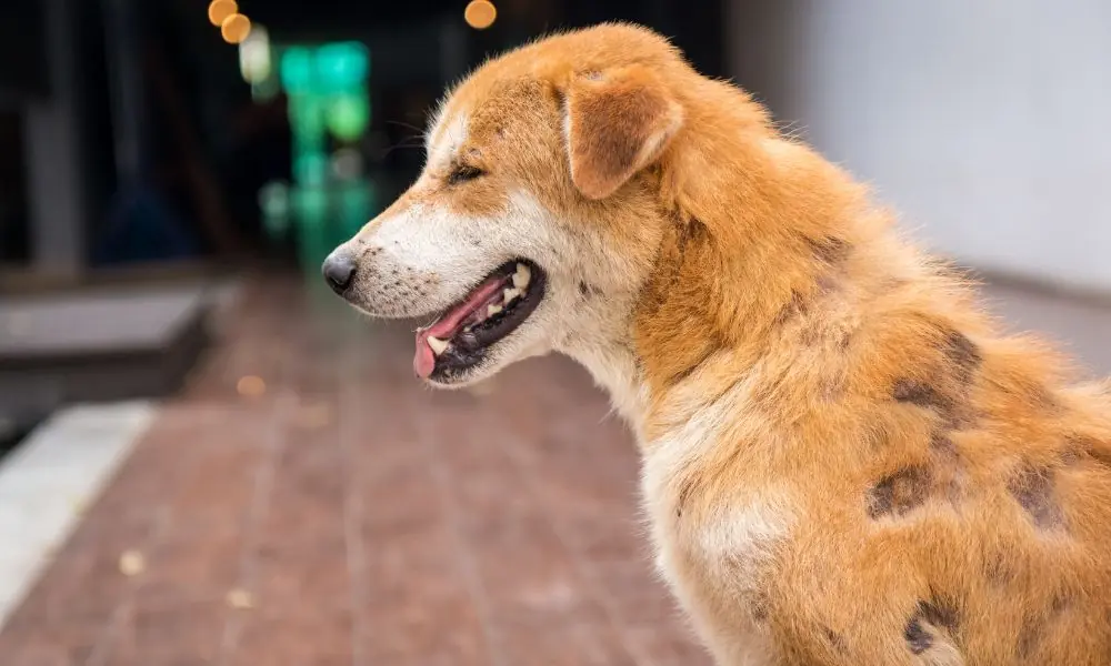 Design sem nome (80) alergia em cachorro