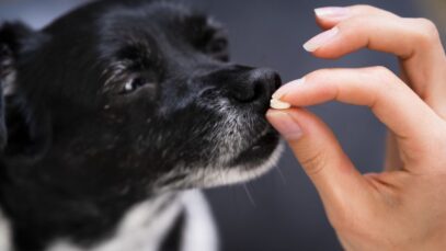 Design sem nome (81) antibióticos para cachorros