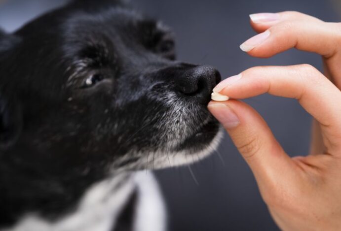 antibióticos para cachorros