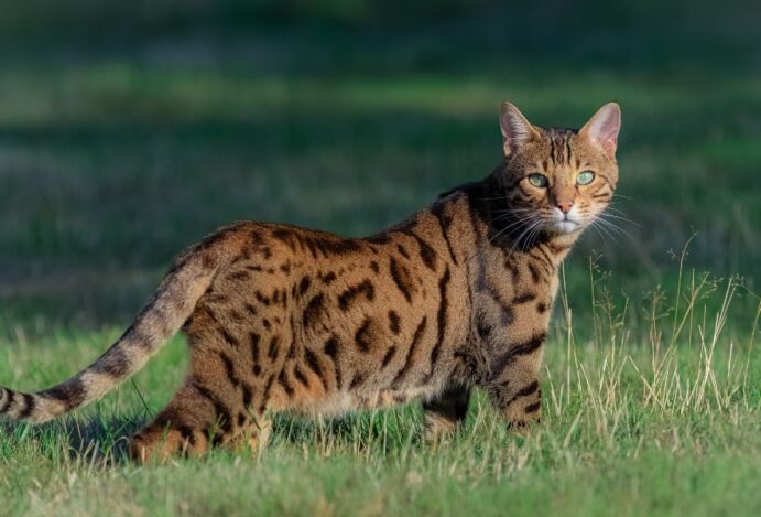 gato bengal