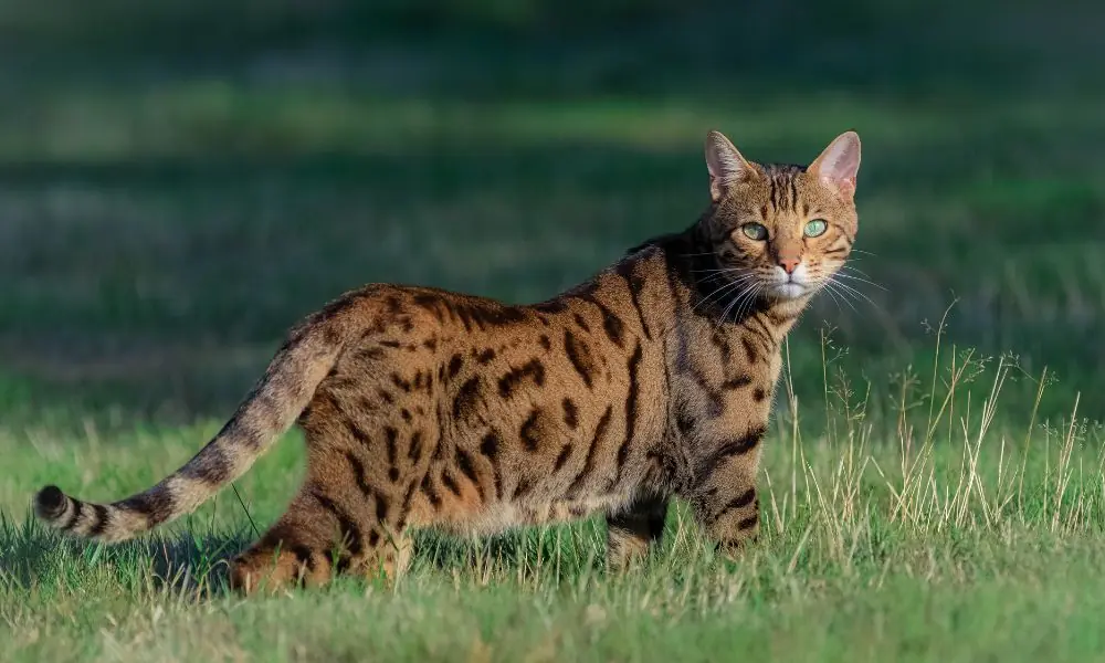 gato bengal