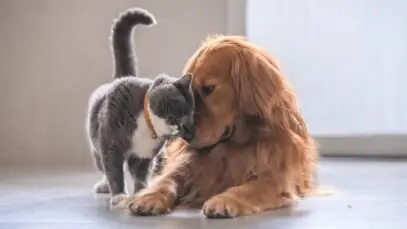 Pet Seguro
