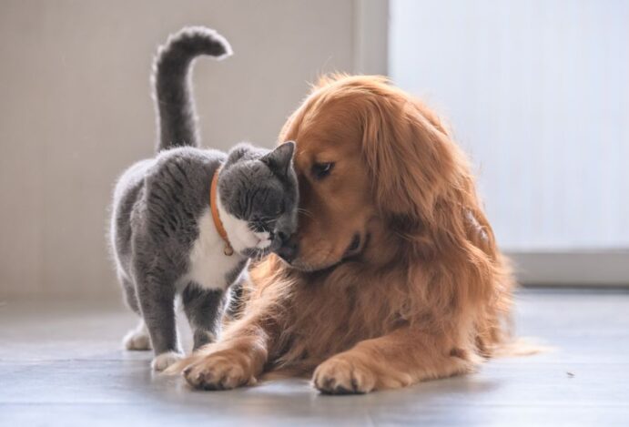 Pet Seguro