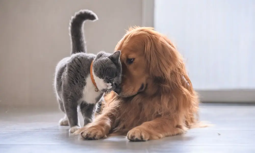 Pet Seguro