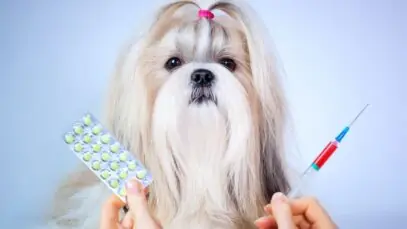 Meu Pet Club