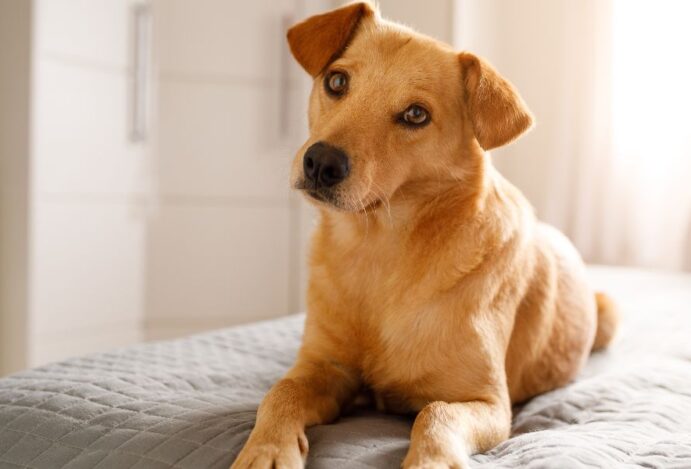 Cachorro caramelo