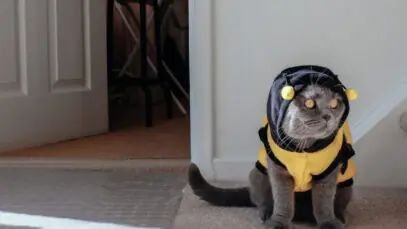 Picada de abelha em gatos