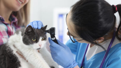 Otite Otite em gatos e cães: como tratar e evitar a reincidência?
