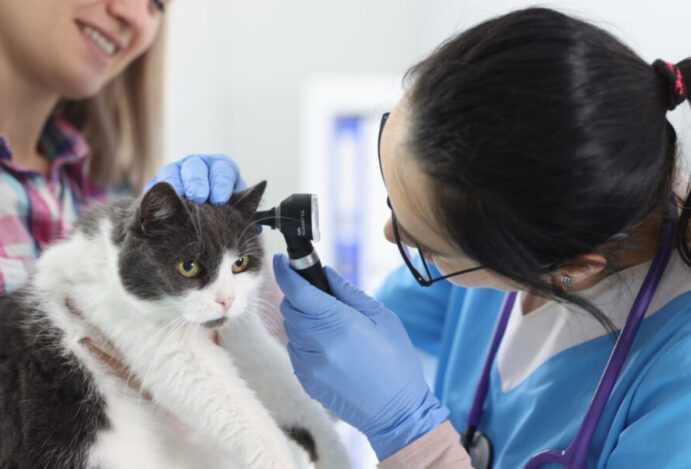 Imagem relacionada a: Otite em gatos e cães: como tratar e evitar a reincidência?