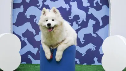 Pet Day