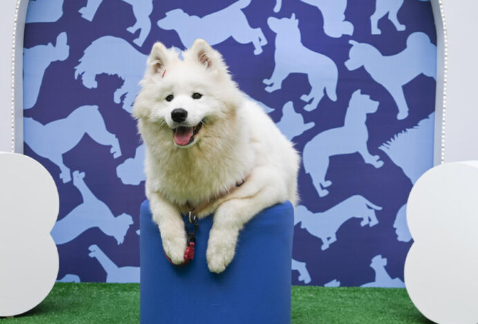 Pet Day