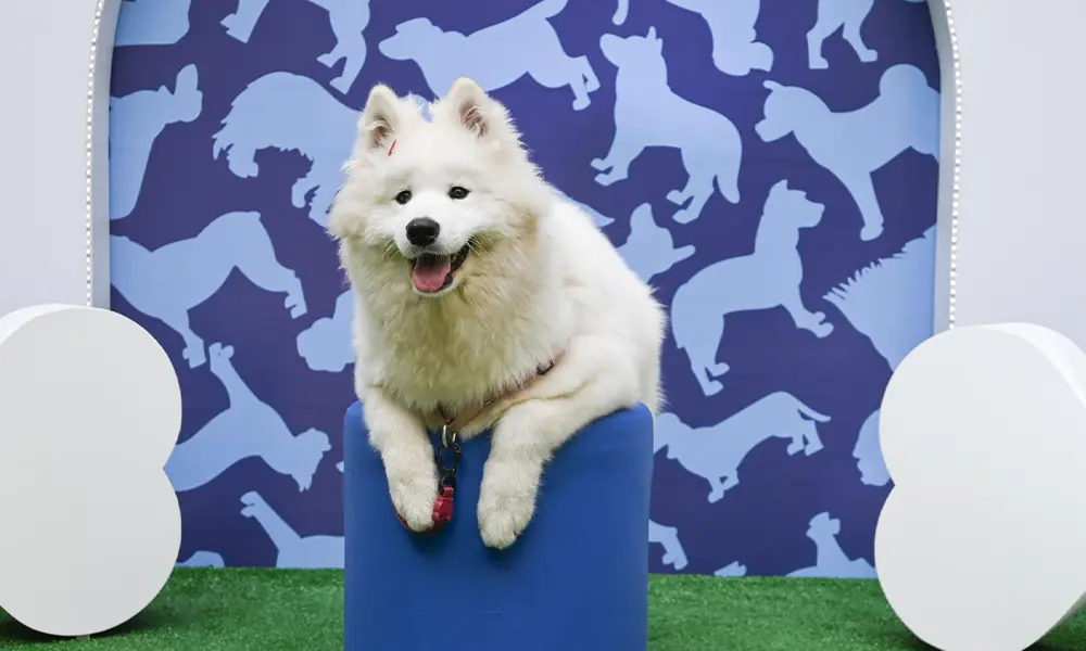 Pet Day