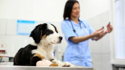clínicas veterinárias