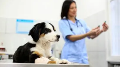 clínicas veterinárias