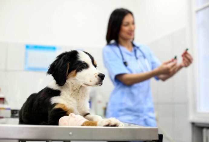 clínicas veterinárias