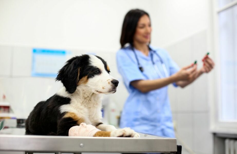 clínicas veterinárias