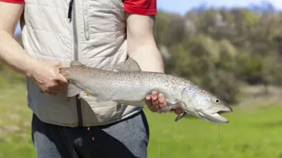 Ração para peixes