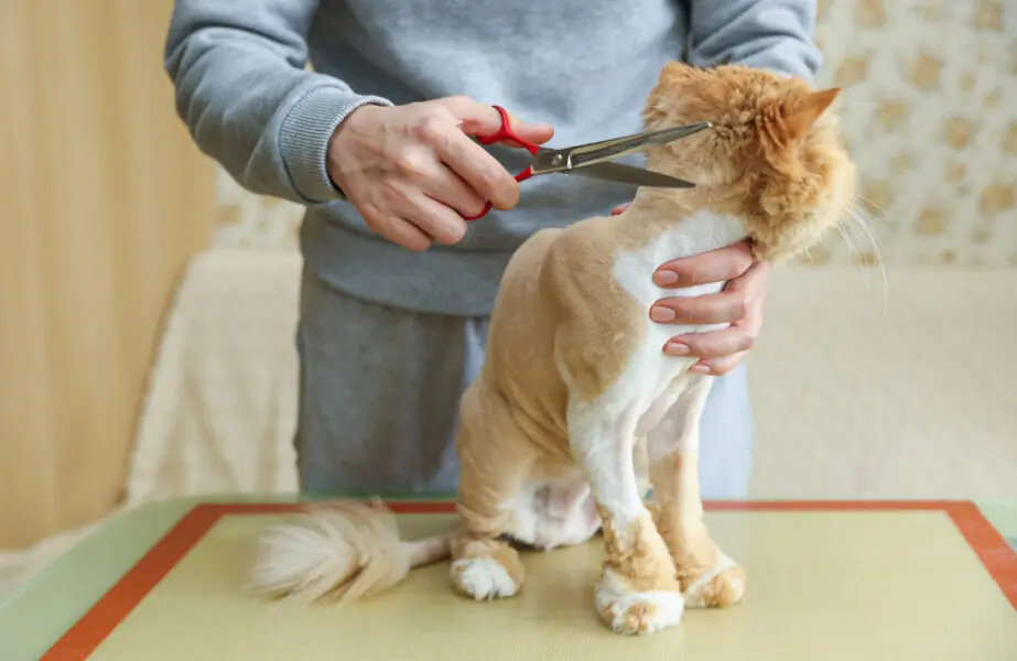 TOSA DE GATOS