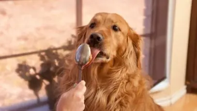 Golden retriever