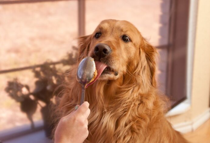 Golden retriever