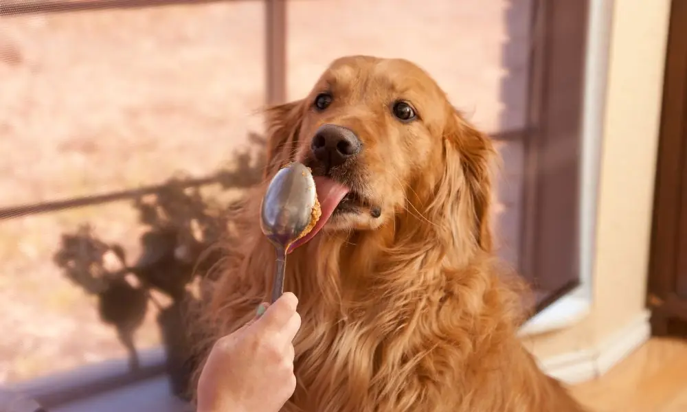 Golden retriever