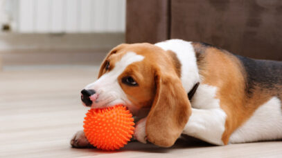 Quais são os melhores brinquedos para cachorros?