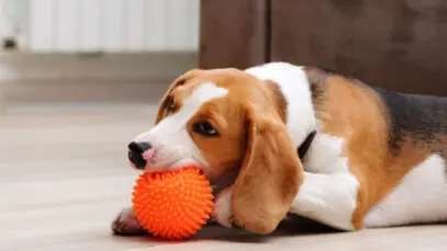 Quais são os melhores brinquedos para cachorros?