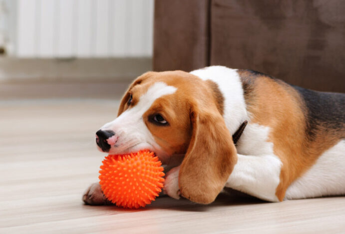 Imagem relacionada a: Quais são os melhores brinquedos para cachorros?