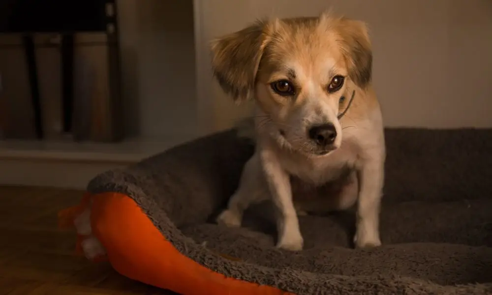cachorro com medo cachorro com medo