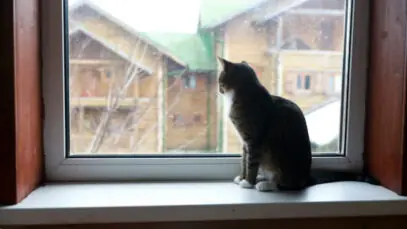 Como evitar a fuga de gatos?