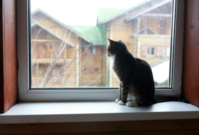Imagem relacionada a: Como evitar a fuga de gatos?