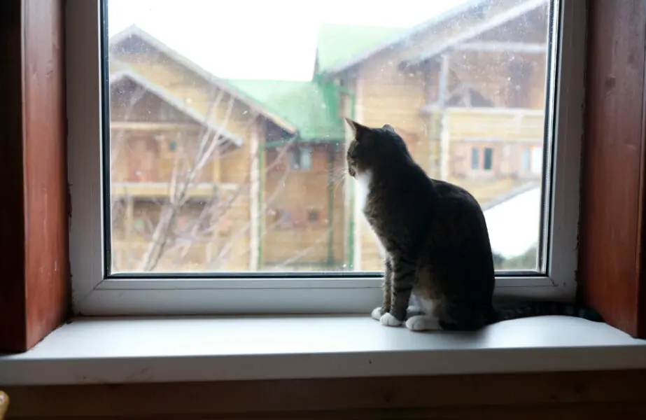 Fuga de gatos