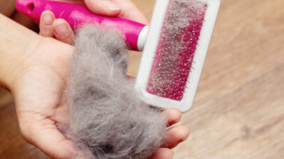 pelo Dermatite em gatos: doenças de pele em felinos causam dor e desconforto