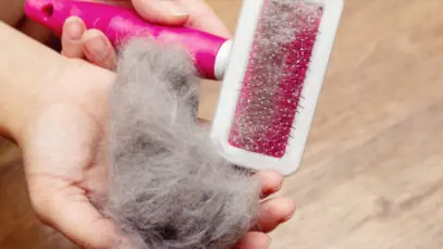 Dermatite em gatos: doenças de pele em felinos causam dor e desconforto