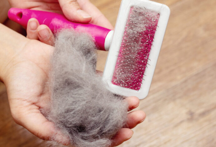 Imagem relacionada a: Dermatite em gatos: doenças de pele em felinos causam dor e desconforto
