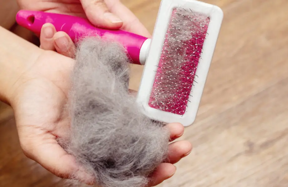 Dermatite em gatos