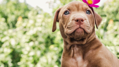 A injusta má fama do filhote de pitbull