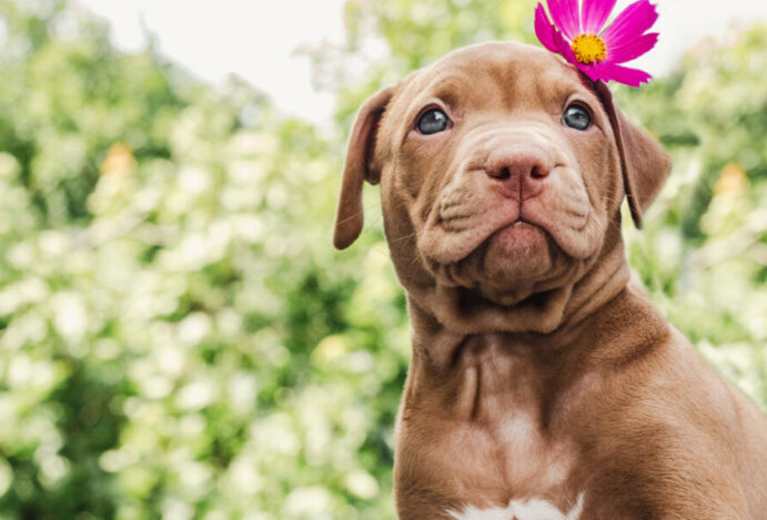 Imagem relacionada a: A injusta má fama do filhote de pitbull