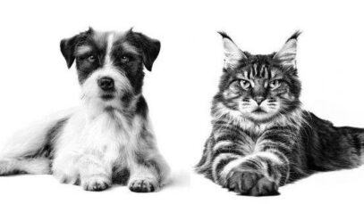 ROYAL CANIN® participa da 4ª edição do Congresso VET em Foco
