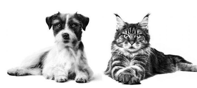Imagem relacionada a: ROYAL CANIN® participa da 4ª edição do Congresso VET em Foco