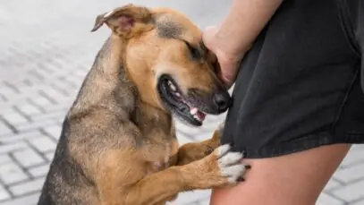 Brasil registra aumento no número de abandono de cães e gatos