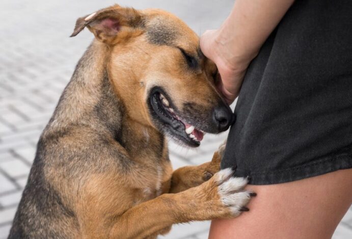 Imagem relacionada a: Brasil registra aumento no número de abandono de cães e gatos