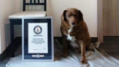 Bob Bobi, o cão mais velho do mundo é português